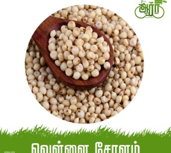 White Sorghum-White Corn-Vellai Solam – Cholam – வெள்ளை சோளம்