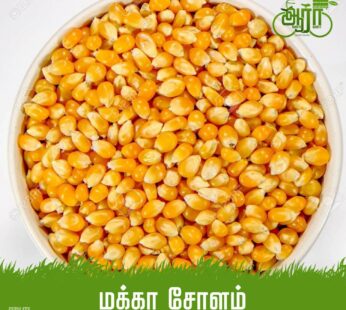 Corn-Makka Solam -மக்கா சோளம்