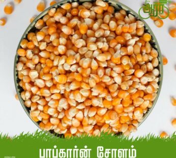 Dry Corn Seed-Popcorn Solam- உலர் சோள விதை-பாப்கார்ன் சோளம்
