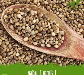 Pearl Millet -Kambu Nadu-கம்பு-நாடு