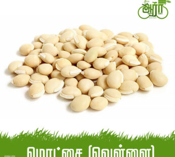 White Field Beans -Vella Mochai – வெள்ளை மொச்சை