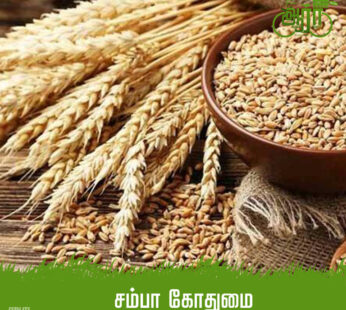 Samba Wheat – Samba Gothumai \Kothumai – சம்பா கோதுமை