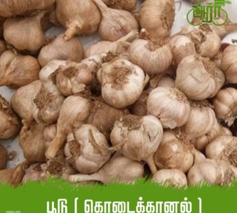 Kodaikkanal Garlic – Vada poodu -Poondu -கொடைக்கானல் கார்லிக் – வடை பூடு -பூண்டு