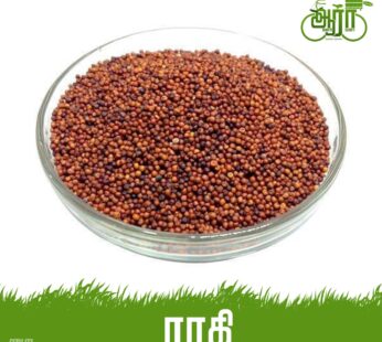 Ragi Seeds -Kezlvaragu – Keppai  – ராகி  -கேப்பை-கேழ்வரகு