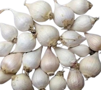 Kodaikanal Otha Poondu – Single Clove Garlic [Solo Garlic] – ஒத்த பூண்டு – ஒற்றைப்பல் பூண்டு [ஒரு பல் பூண்டு]